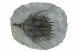Spiny Psychopyge Trilobite - Short Snout Variant #350465-2